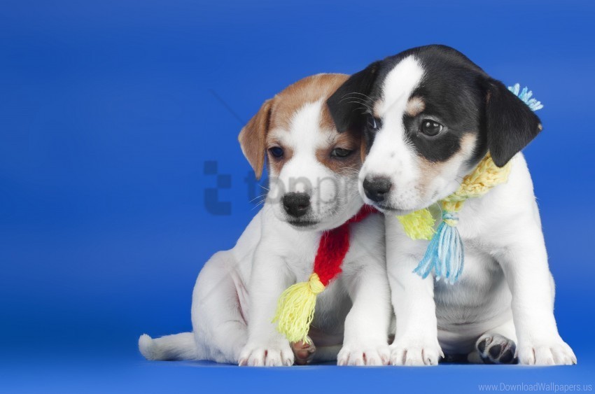 dogs puppies scarves wallpaper PNG with transparent background for free