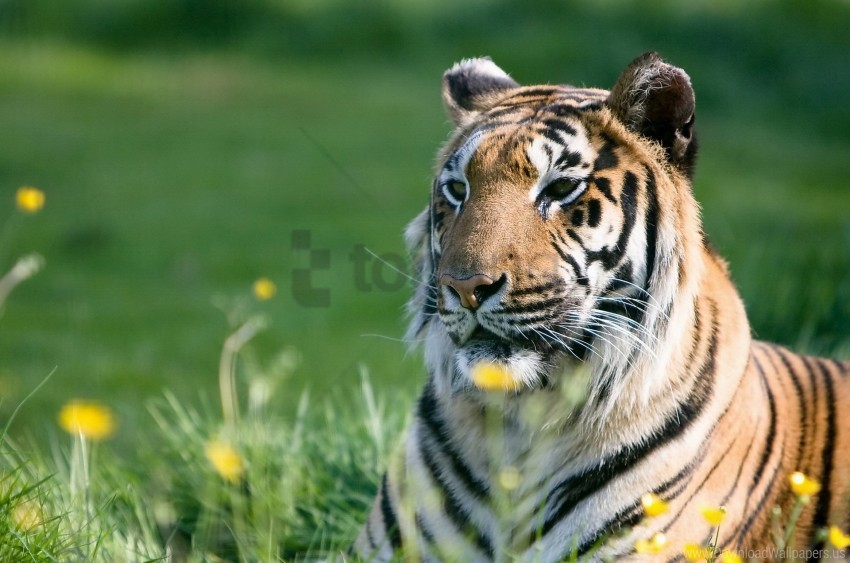 eyes grass predator tiger wallpaper PNG Image with Clear Isolation