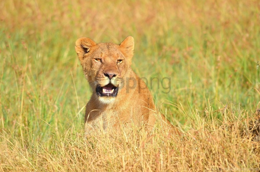 face grass lion mouth open predator wallpaper Clear PNG