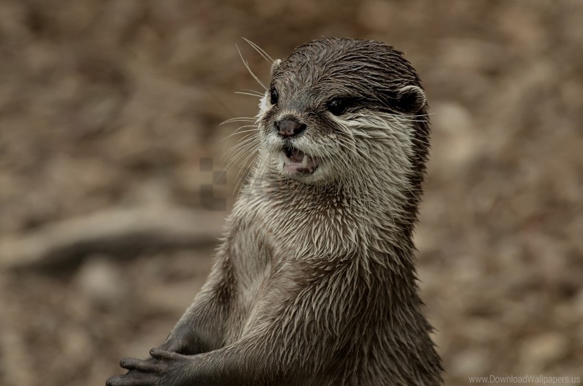 face otter teeth wet wallpaper PNG images with clear alpha layer
