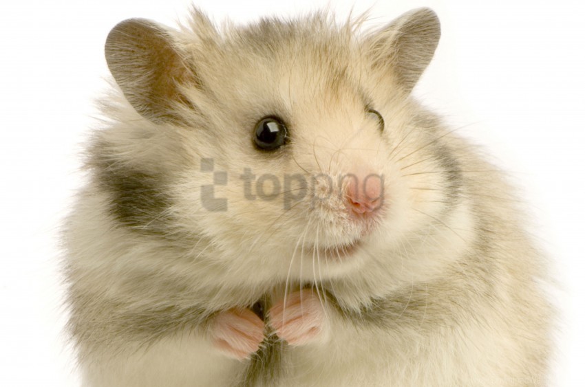 feathers hamster rodent white background wallpaper Transparent PNG Image Isolation