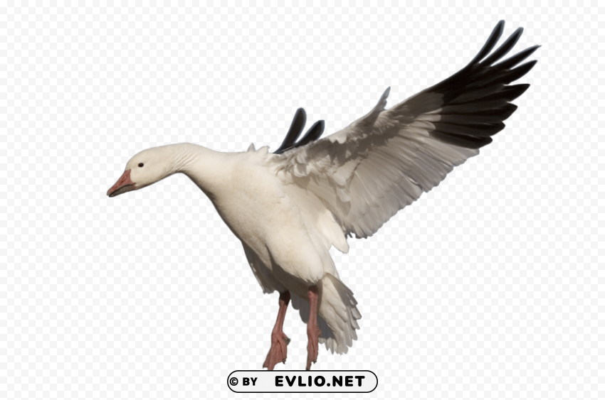 goose Isolated Artwork in HighResolution Transparent PNG
