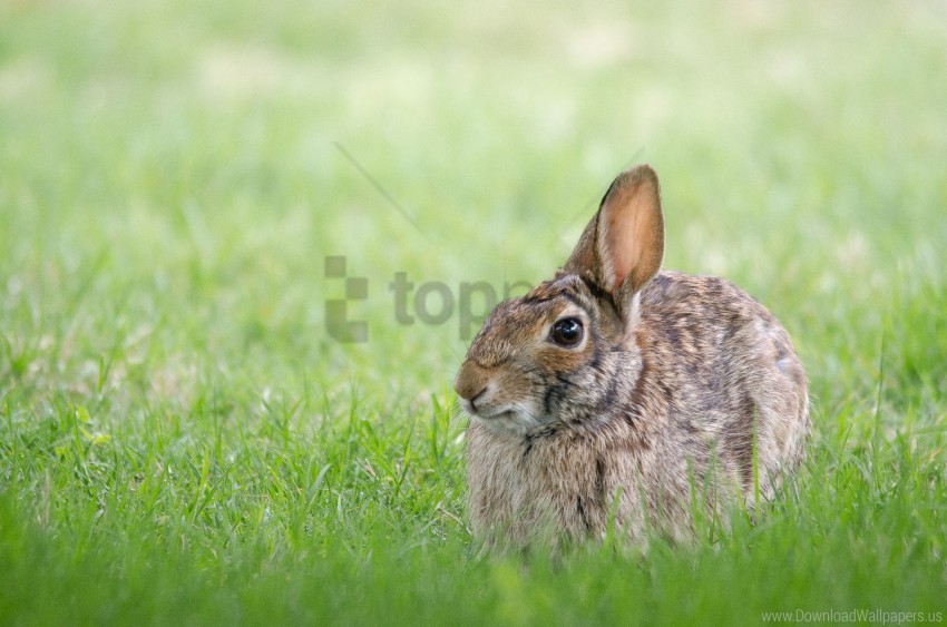 grass hare hiding rabbit wallpaper PNG graphics with transparency