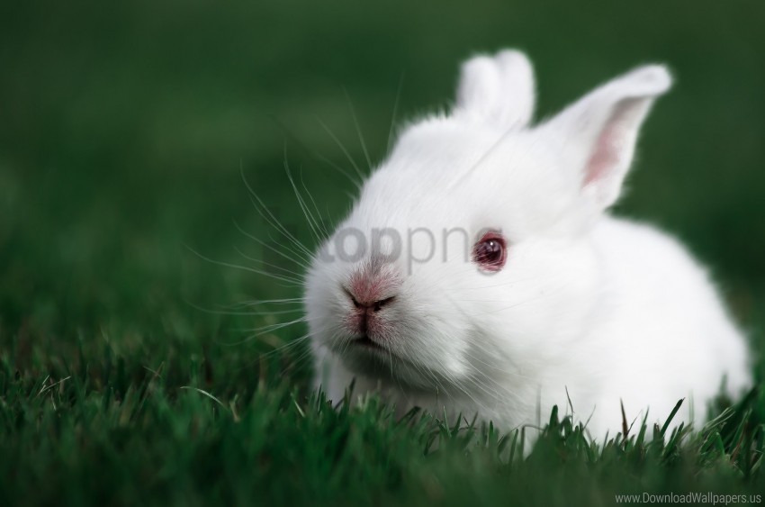 grass muzzle rabbit white wallpaper Clear Background Isolated PNG Object