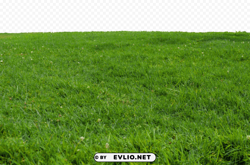 grass PNG images with transparent backdrop