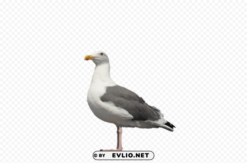 gull Isolated Element with Clear Background PNG