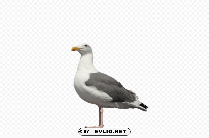 gull PNG with Isolated Object