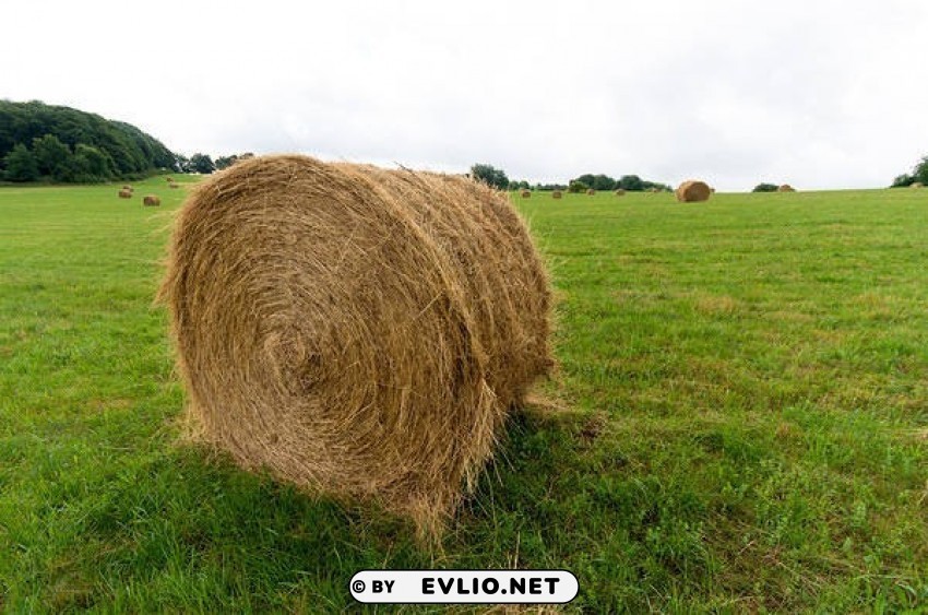 hay bale and grass PNG for presentations