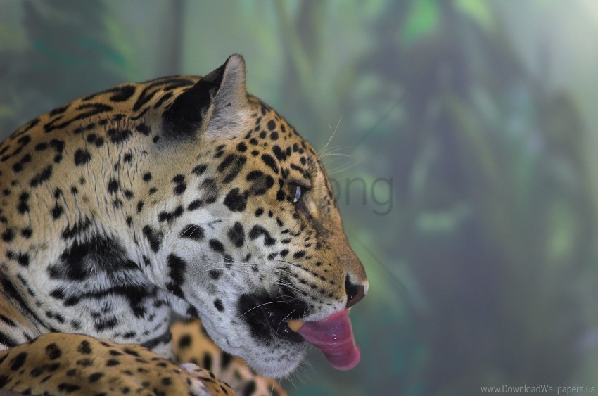 head jaguar tongue wallpaper PNG for social media