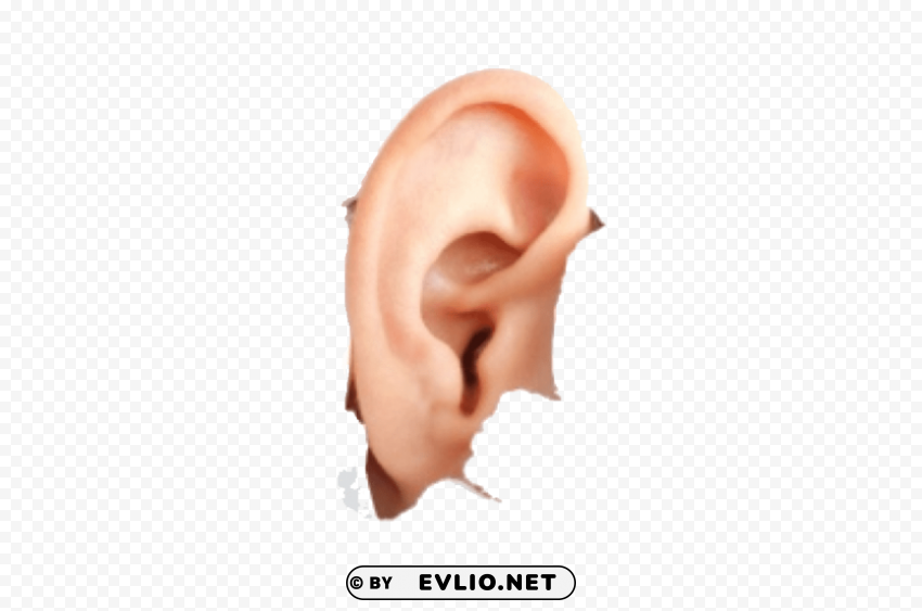 human ear Transparent PNG picture