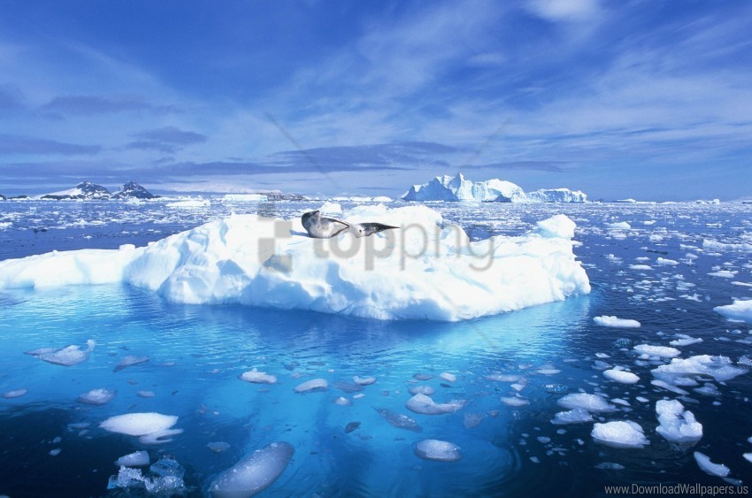 ice leopard north ocean wallpaper HighQuality Transparent PNG Isolation