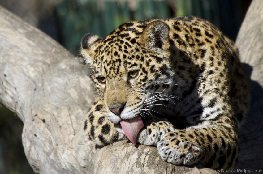 jaguar cub washes wild cat wallpaper Transparent PNG graphics bulk assortment