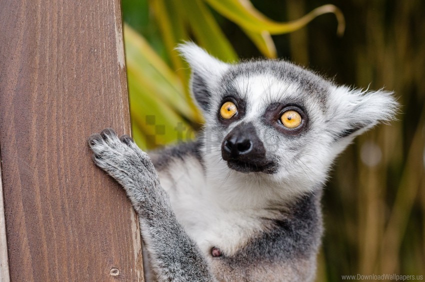 Lemur Look Spotted Wallpaper PNG Images With Alpha Transparency Bulk