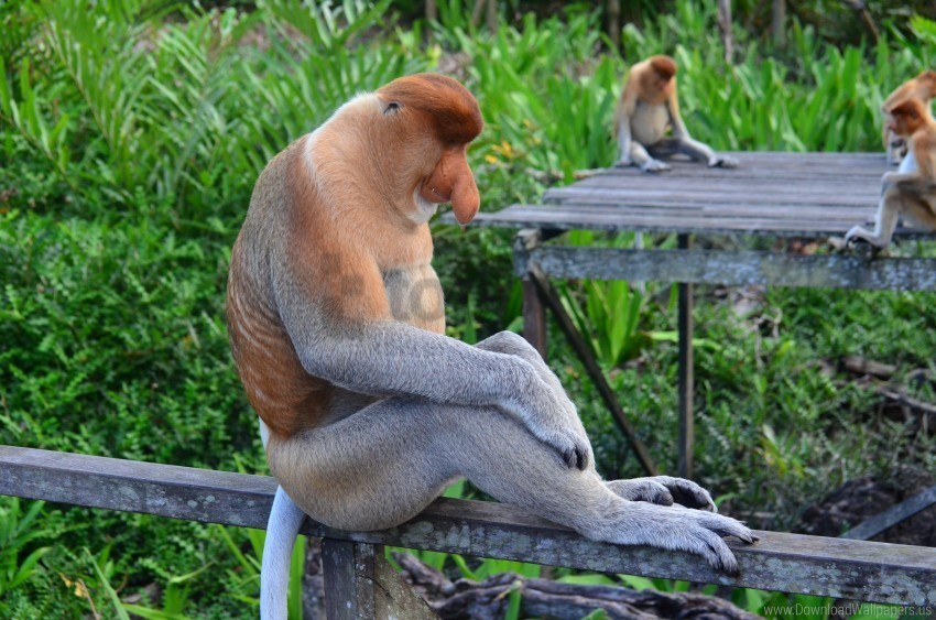 monkey proboscis monkey sitting wallpaper PNG Graphic with Isolated Clarity