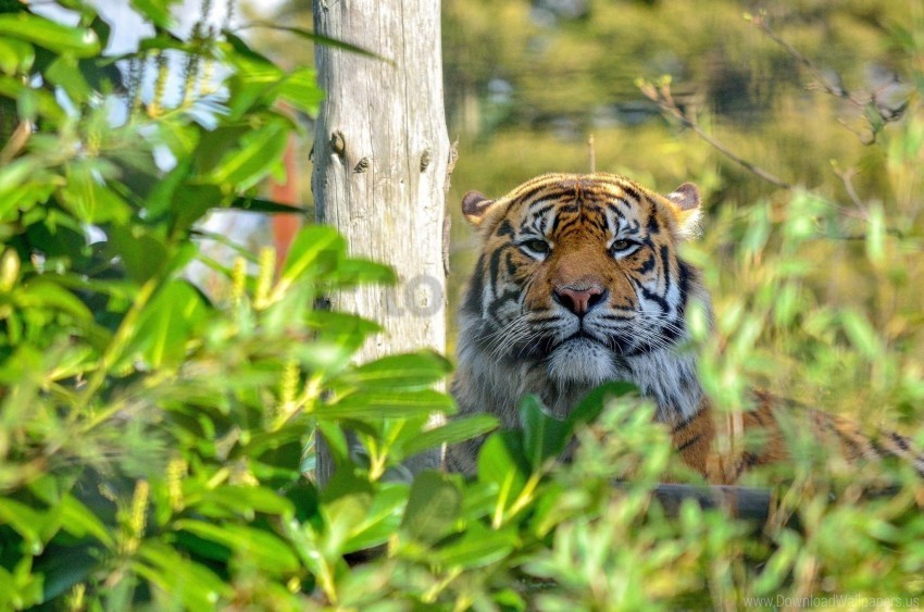 muzzle predator rest thickets tiger wild cat wallpaper HighResolution Isolated PNG Image