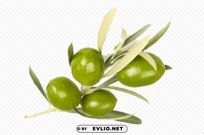 olive Transparent Background PNG Isolated Pattern