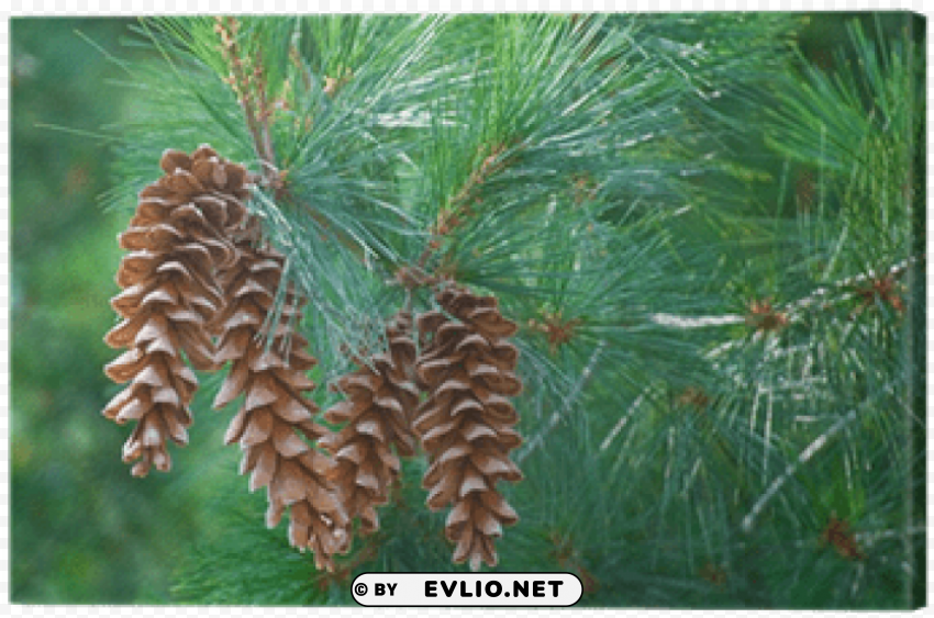 pine cones hanging from branch PNG images for mockups PNG transparent with Clear Background ID 301d258d