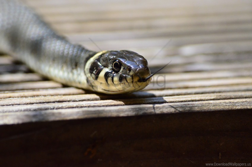 Reptile Snake Tongue Wallpaper PNG Images With Transparent Layer