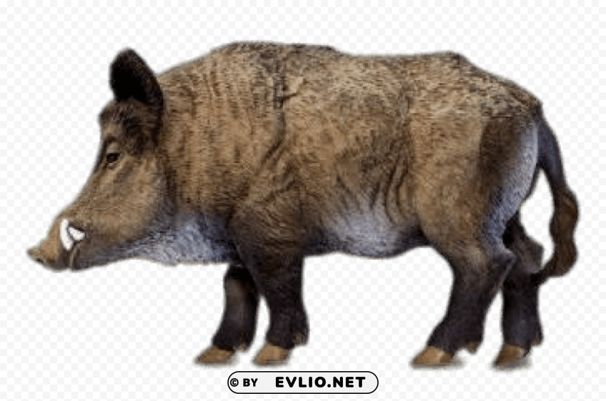 wild boar miniature Isolated Item on Clear Transparent PNG