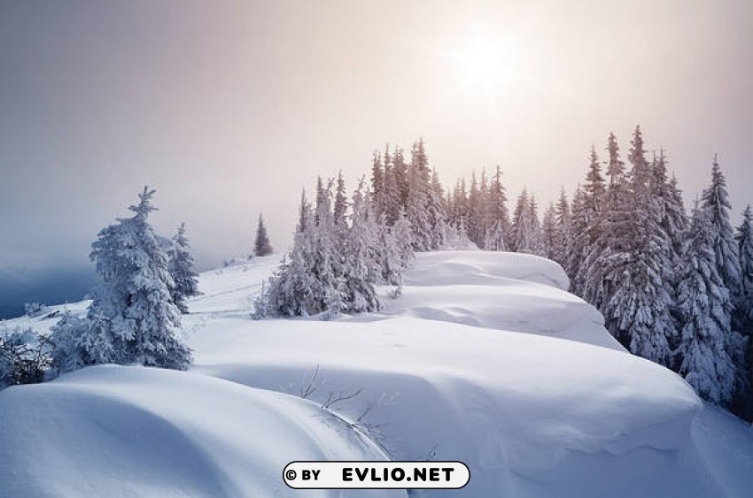 winterwith trees PNG Image with Isolated Element