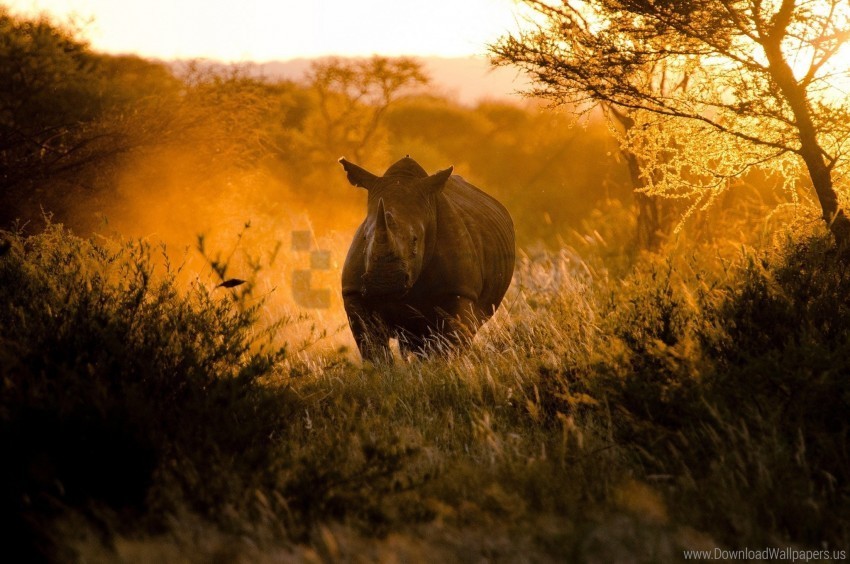 Africa Light Morning Rhino Wallpaper Clear Background PNG Clip Arts