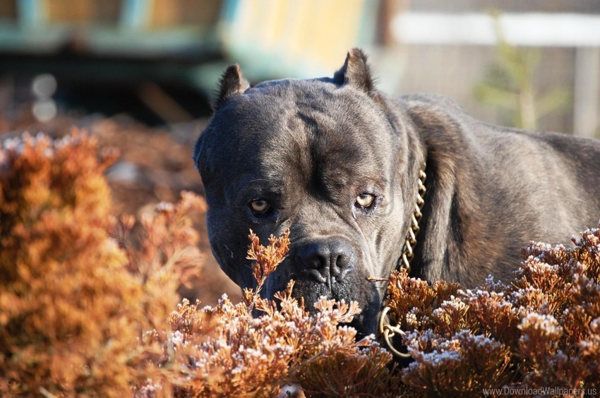 aggression cane corso collar dog leaves muzzle wallpaper Isolated Subject with Clear Transparent PNG