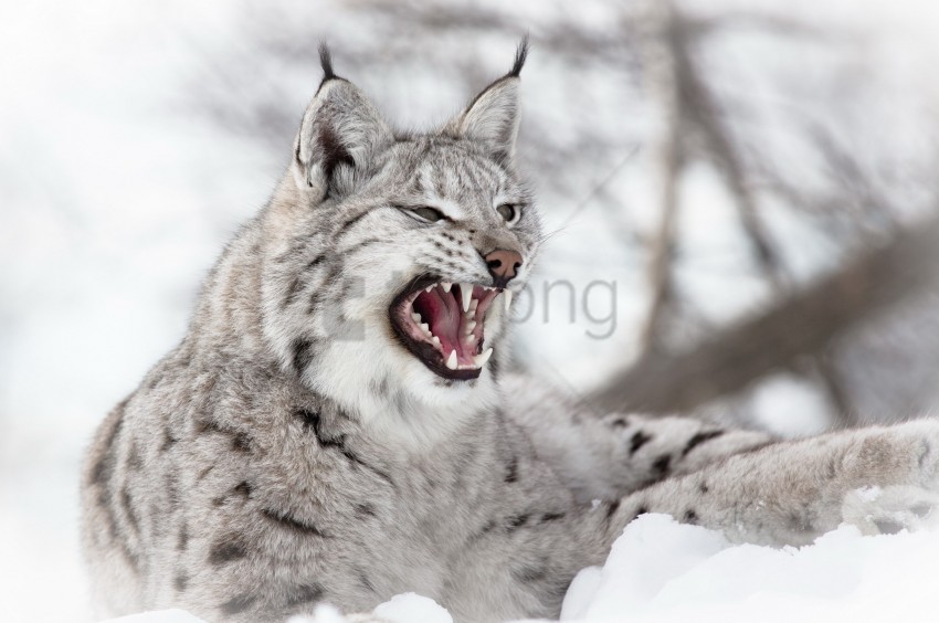 aggression lynx predator snow wallpaper PNG transparent photos vast variety