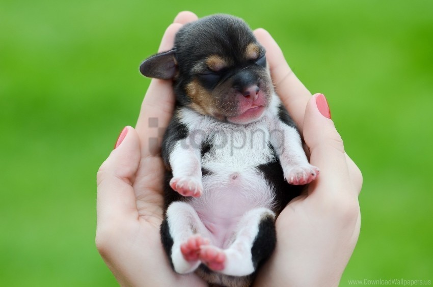 arms dog hands kid puppy wallpaper Isolated Item on Transparent PNG