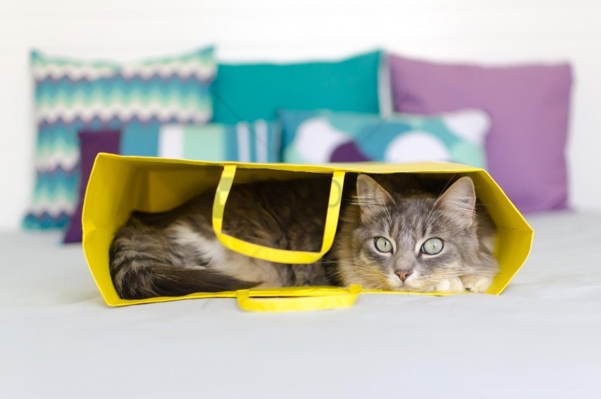 bag cat lying wallpaper PNG Graphic Isolated on Clear Background Detail