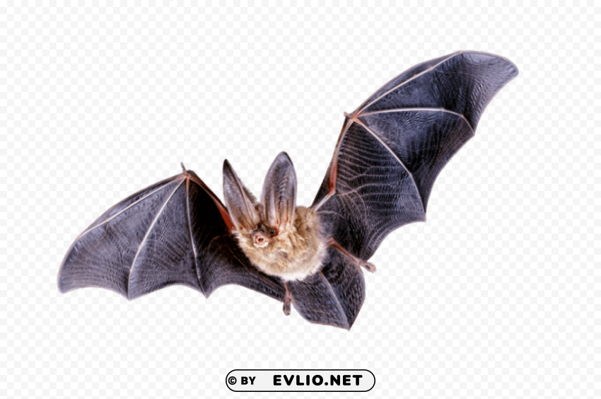 bat PNG images with transparent layering