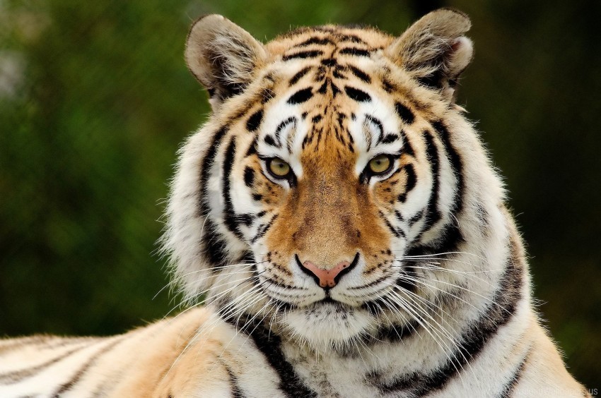 big cat eyes face predator surprise tiger wallpaper Clear background PNG clip arts