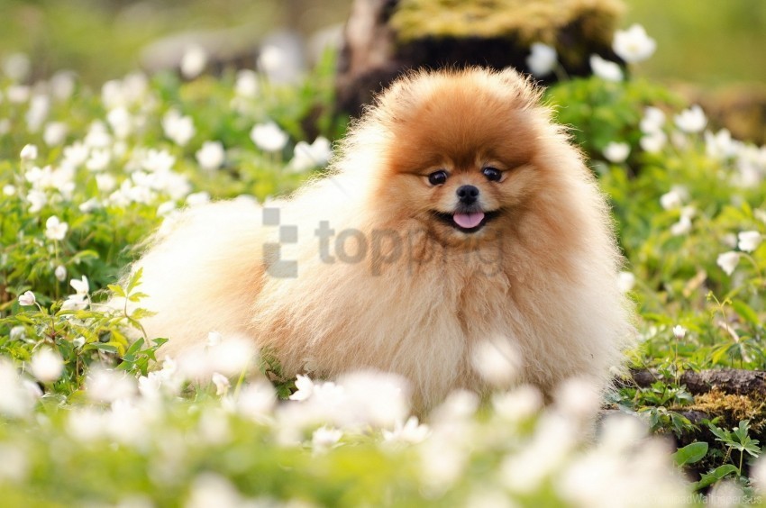 blurring dog face fluffy grass wallpaper PNG images without restrictions