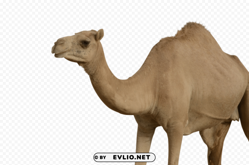 camel Isolated Subject in Clear Transparent PNG