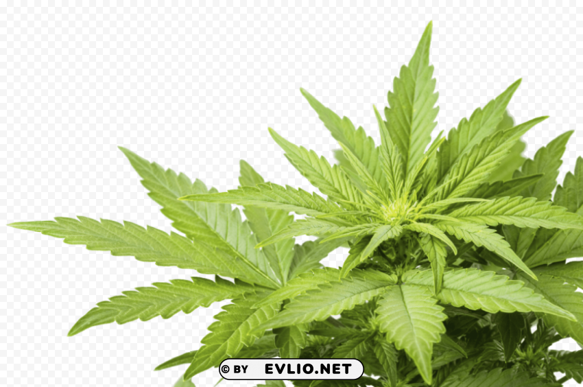 cannabis Isolated Subject in Clear Transparent PNG