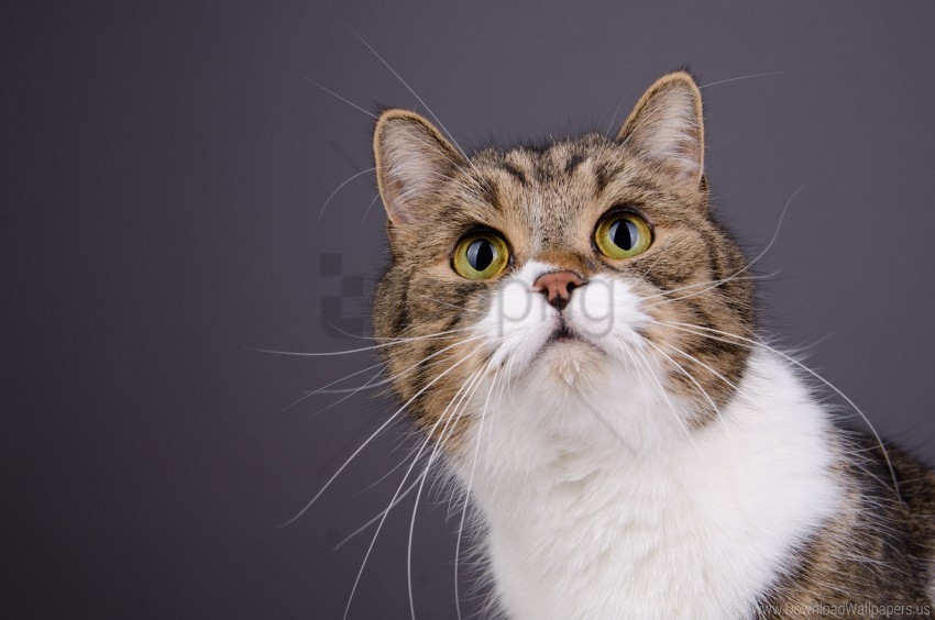 cat eyes face spotted wallpaper PNG Image with Clear Background Isolated