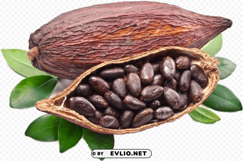 cocoa beans grown around the world PNG Image with Clear Isolation
