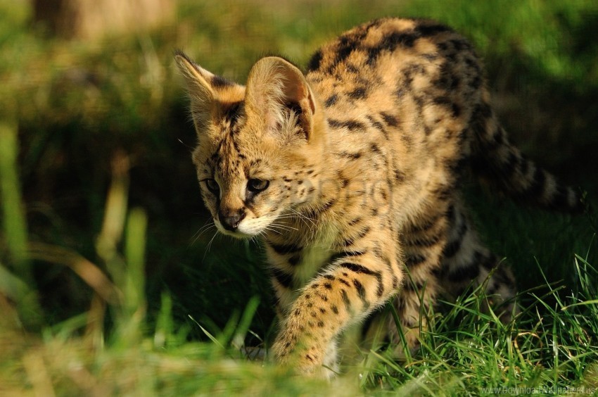 color grass predator serval wallpaper PNG clipart