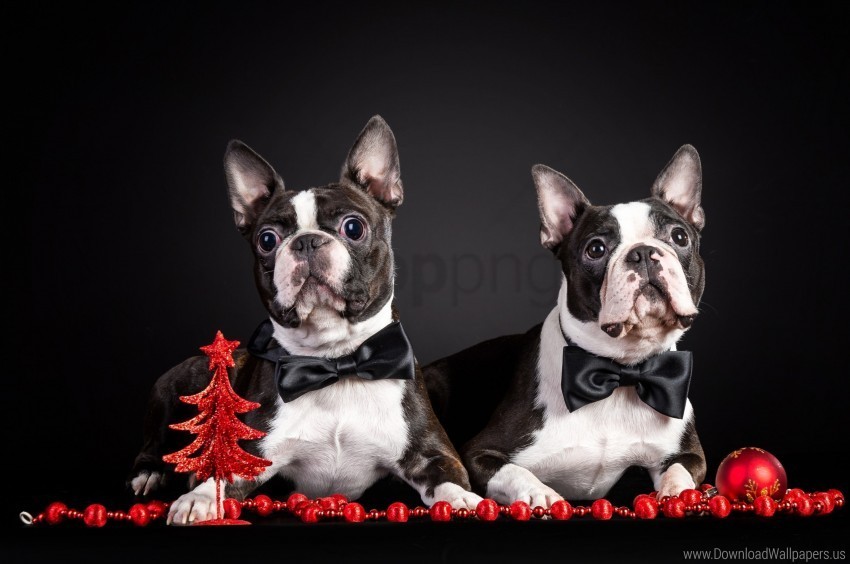 Couple Dog French Bulldog Outfit Puppies Wallpaper PNG Transparent Pictures For Projects