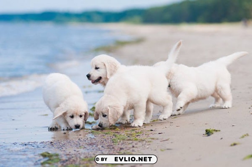 Cute Puppies And Sea PNG Images With Transparent Canvas Assortment