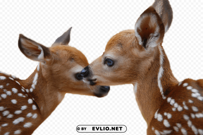 deer Isolated Object on Transparent PNG png images background - Image ID 449227d8