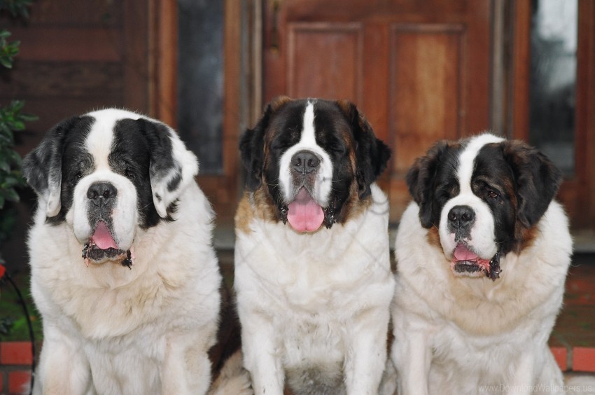 Dogs Loyalty St Bernards Three Wallpaper Free PNG Images With Transparent Layers Compilation