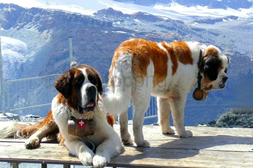 dogs mountains rescuers snow st bernards wallpaper PNG Image with Transparent Isolated Graphic Element