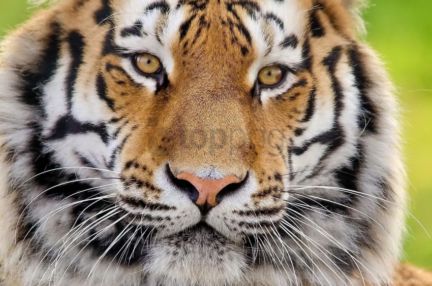 face fluffy predator tiger wallpaper PNG images with transparent elements pack