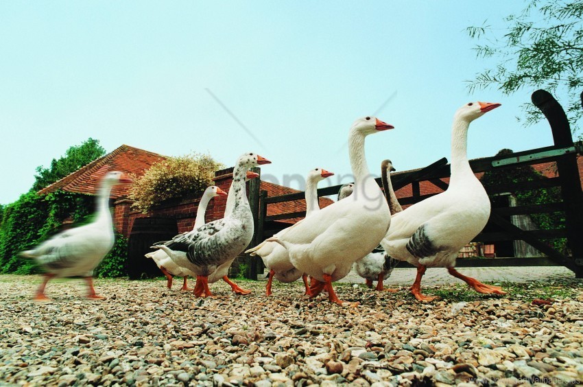 farming geese poultry wallpaper PNG Image with Transparent Cutout