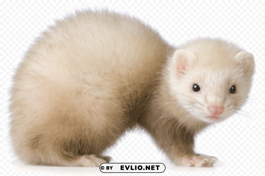 ferret Transparent Background PNG Isolated Graphic png images background - Image ID 0a958508
