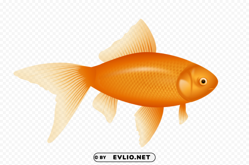 fish Clear Background PNG Isolated Graphic Design