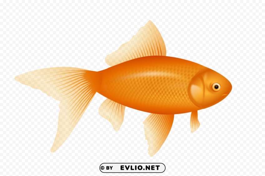 Fish Clear Background PNG Isolated Graphic Design