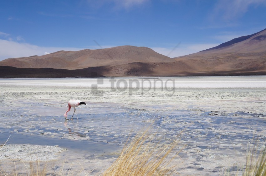 flamingos lake nature reserve wallpaper Transparent Background PNG Isolated Item