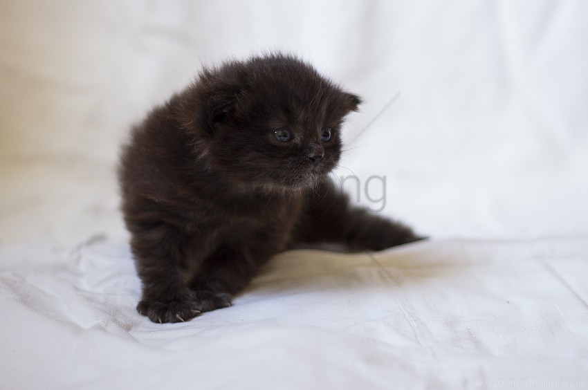 fluffy kid kitten look wallpaper PNG with Transparency and Isolation