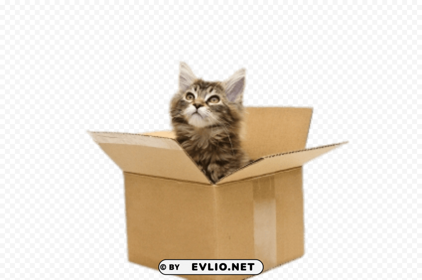 Cat In Cardboard Box - Clear - ID 96b3b250 Free PNG images with transparent layers